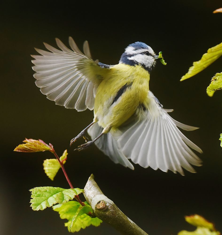 Photograph by Laroy Rony