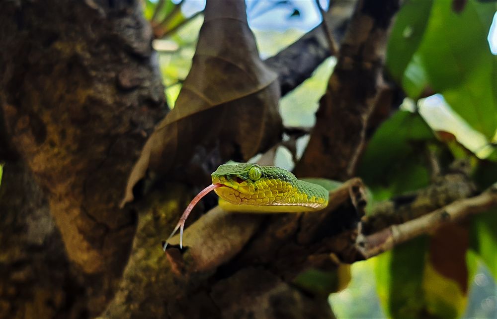 Photograph by Nirmalya Chakraborty