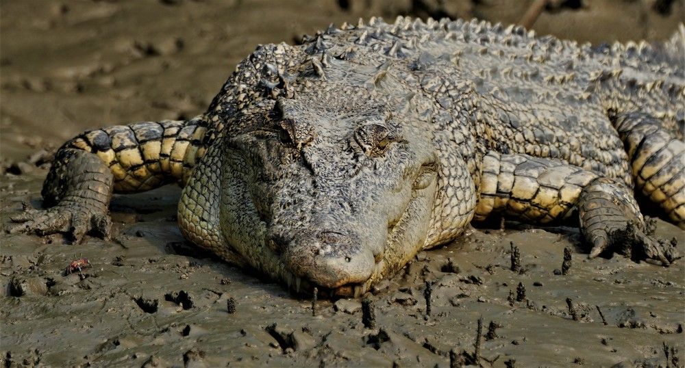 Photograph by Nirmalya Chakraborty