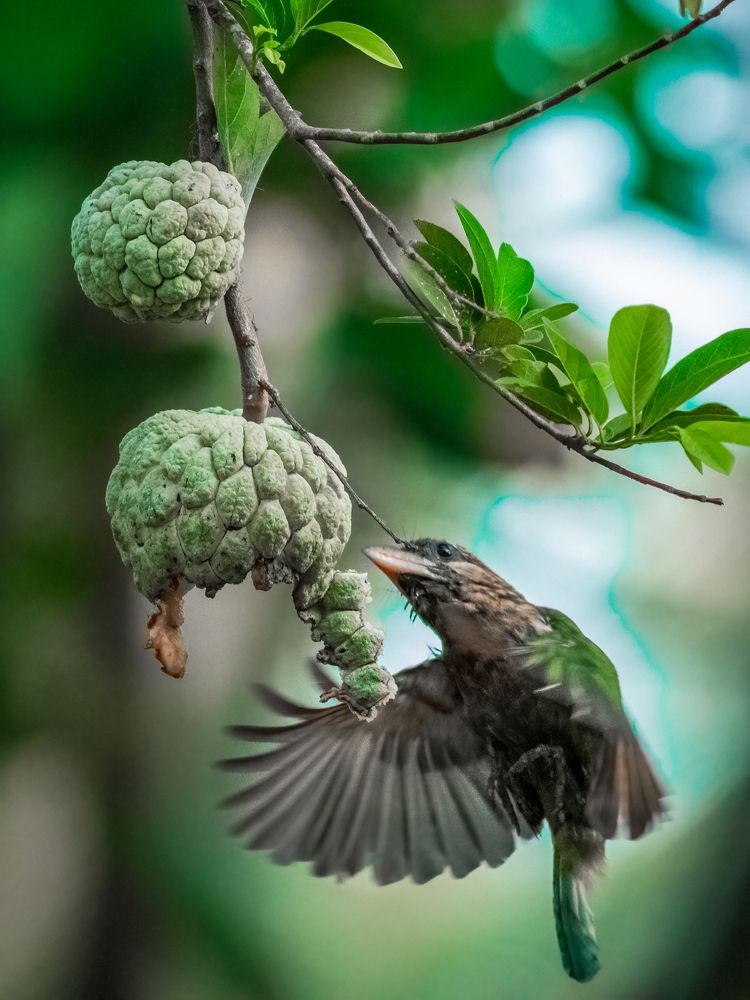 Photograph by Aboobacker Siddique