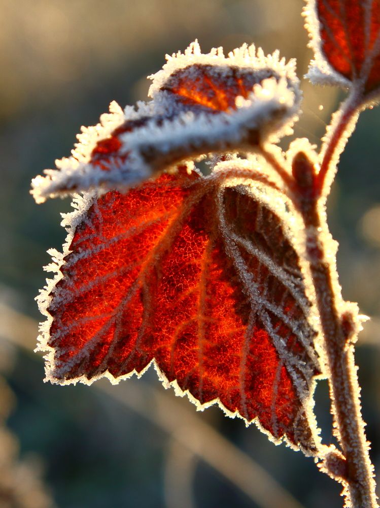 Фотография автора Михаил Кротков