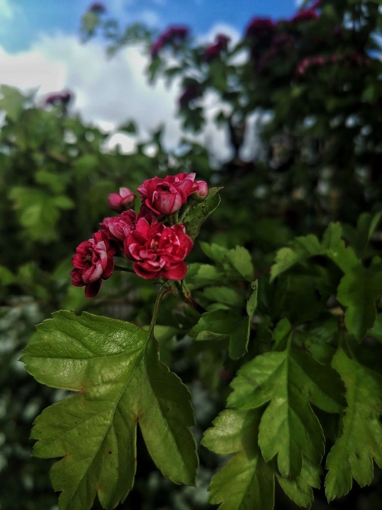 Photograph by Елена Легенда