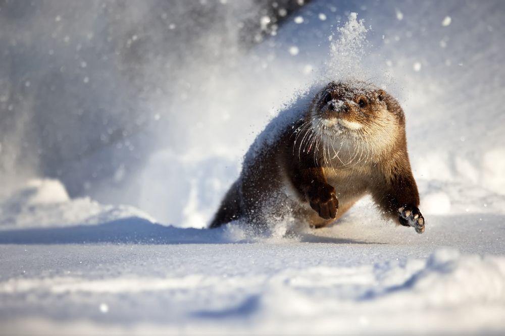 Снежный взрыв