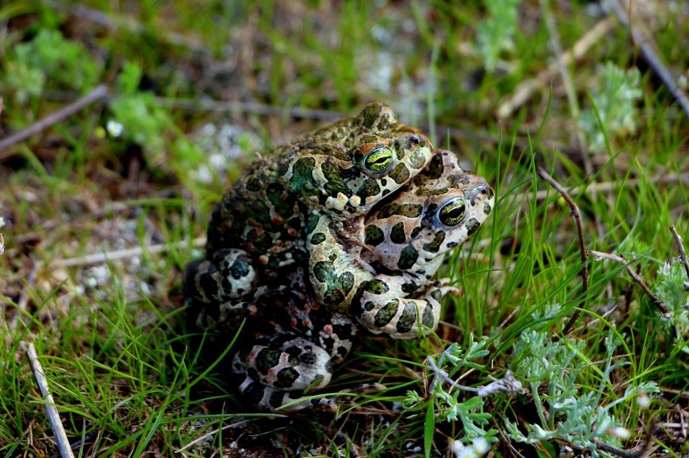 Весна. Амплексус.
