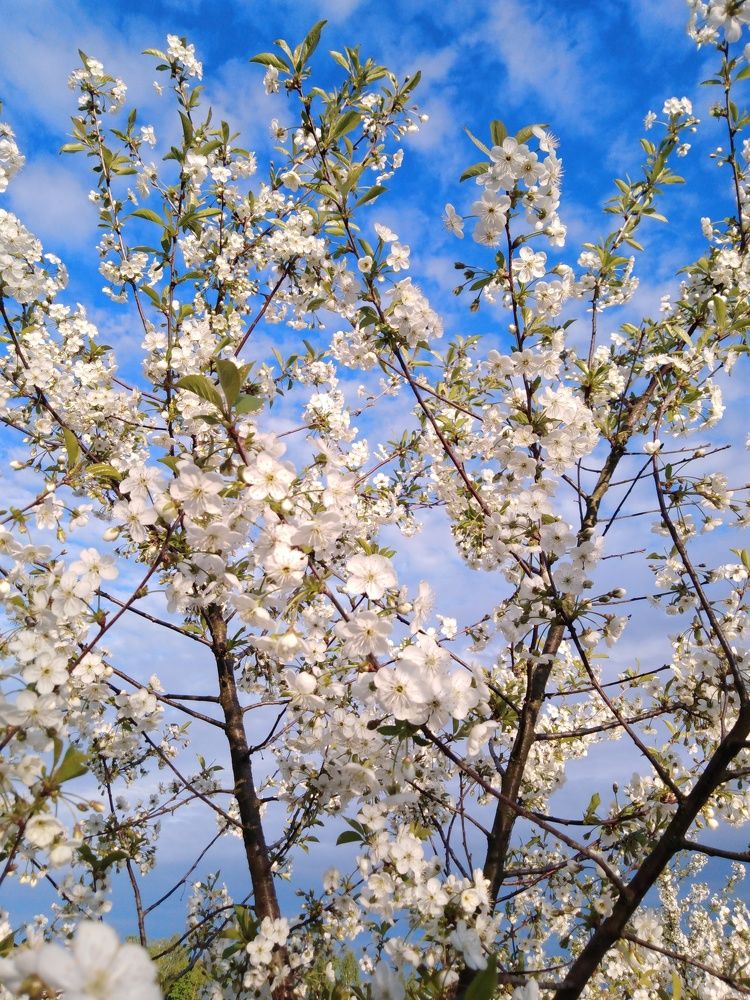 Photograph by Янина