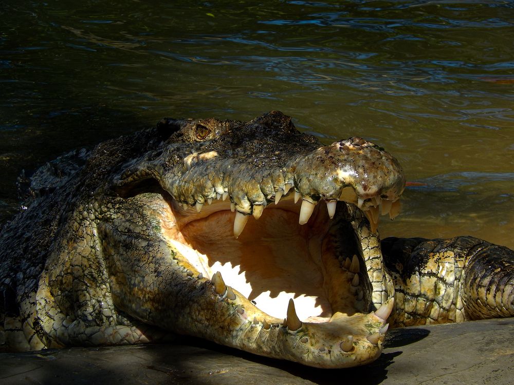 Photograph by Deiltora