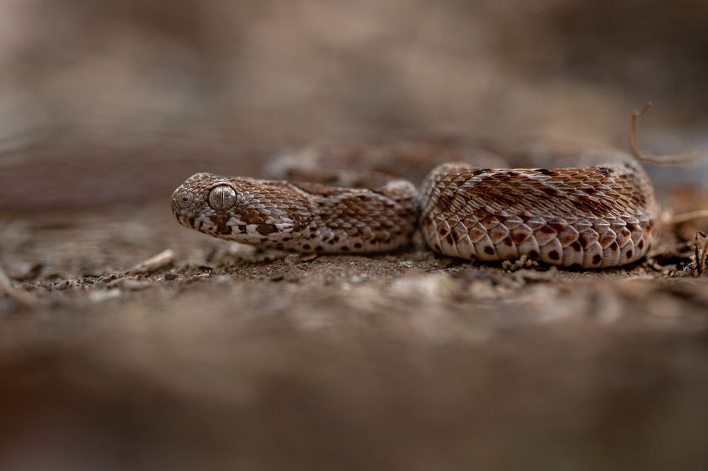 Photograph by Narayanan Iyer