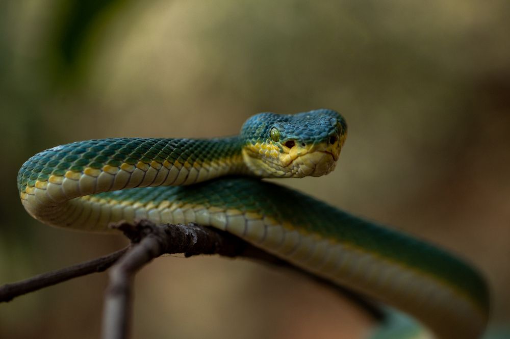 Photograph by Narayanan Iyer