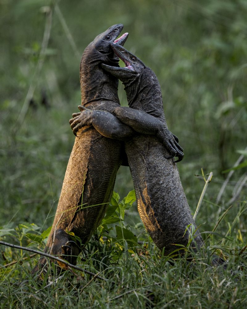 Photograph by Narayanan Iyer