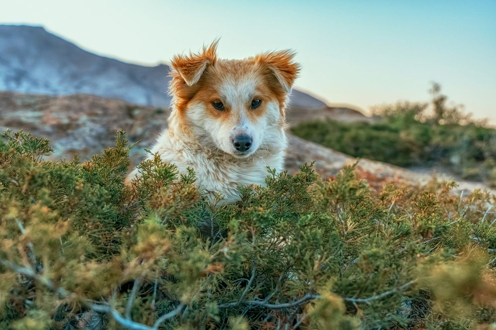 Photograph by Лазарев Сергей