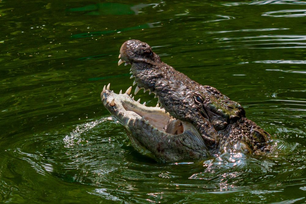 Photograph by Диана Бородзе