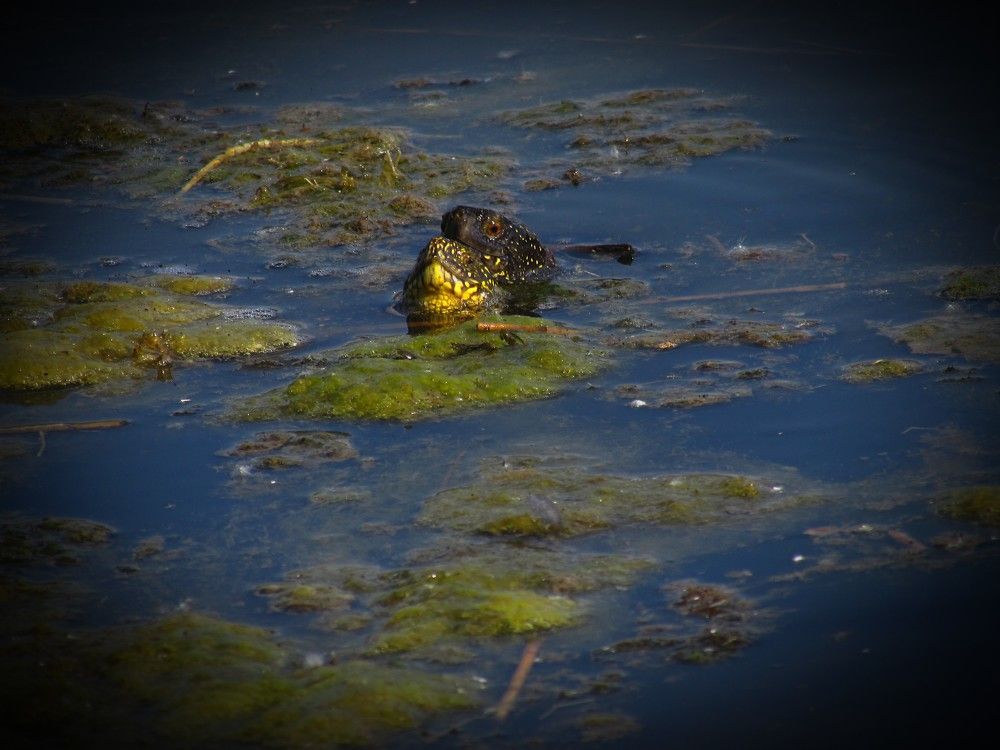 Photograph by Елена Кузнецова