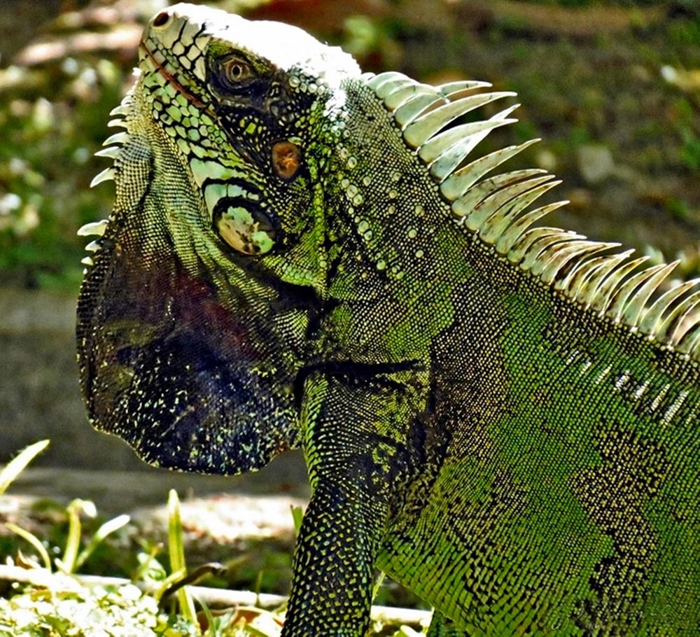 Iguana's Profile!