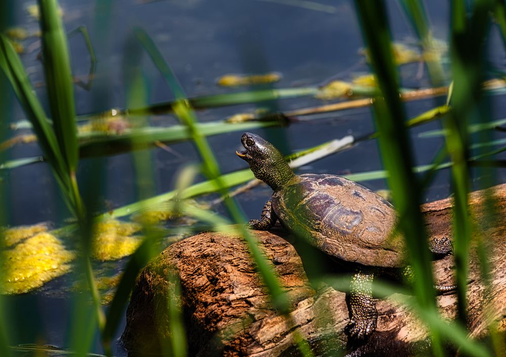 Photograph by Владимир Кваша