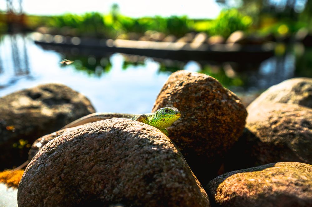 Photograph by Сергей Нестер