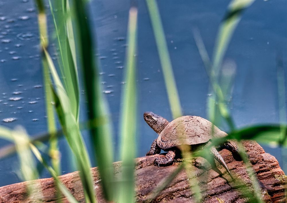 Photograph by Владимир Кваша