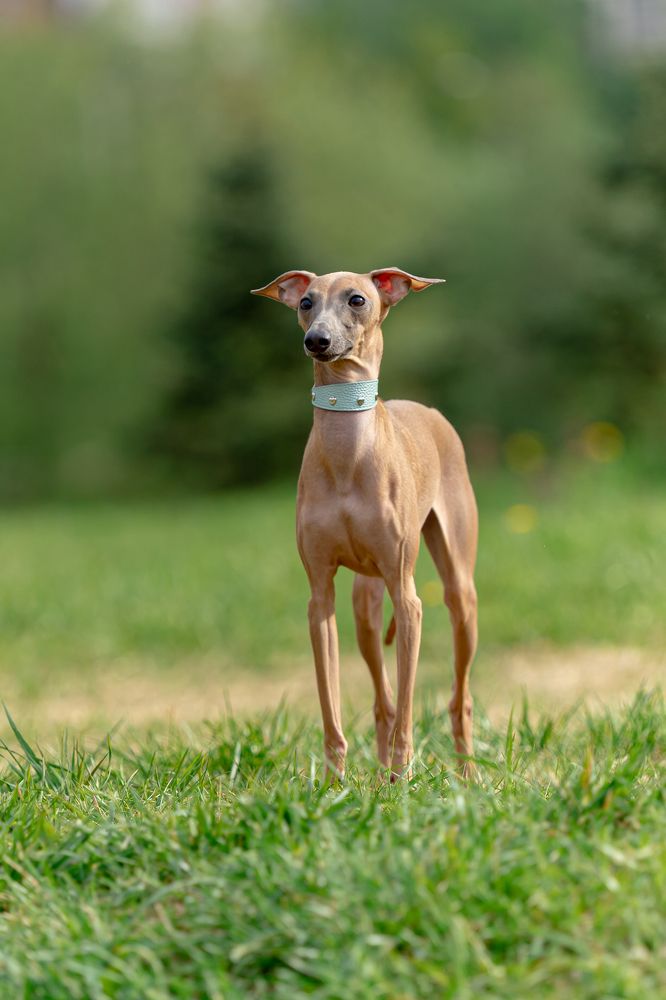 Фотография автора Игорь Ахремчик