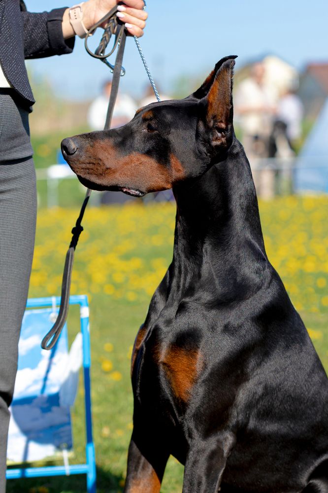 Фотография автора Игорь Ахремчик