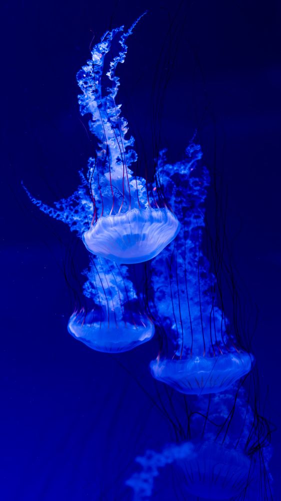 Jellyfish like lightning