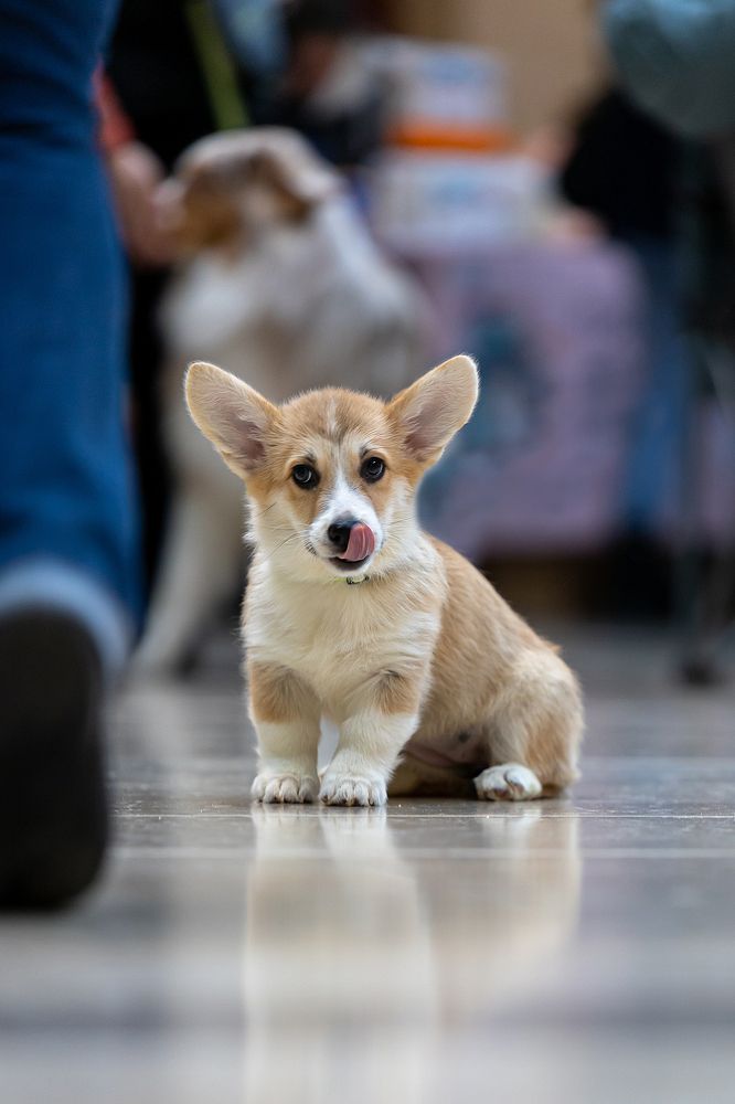 Фотография автора Игорь Ахремчик
