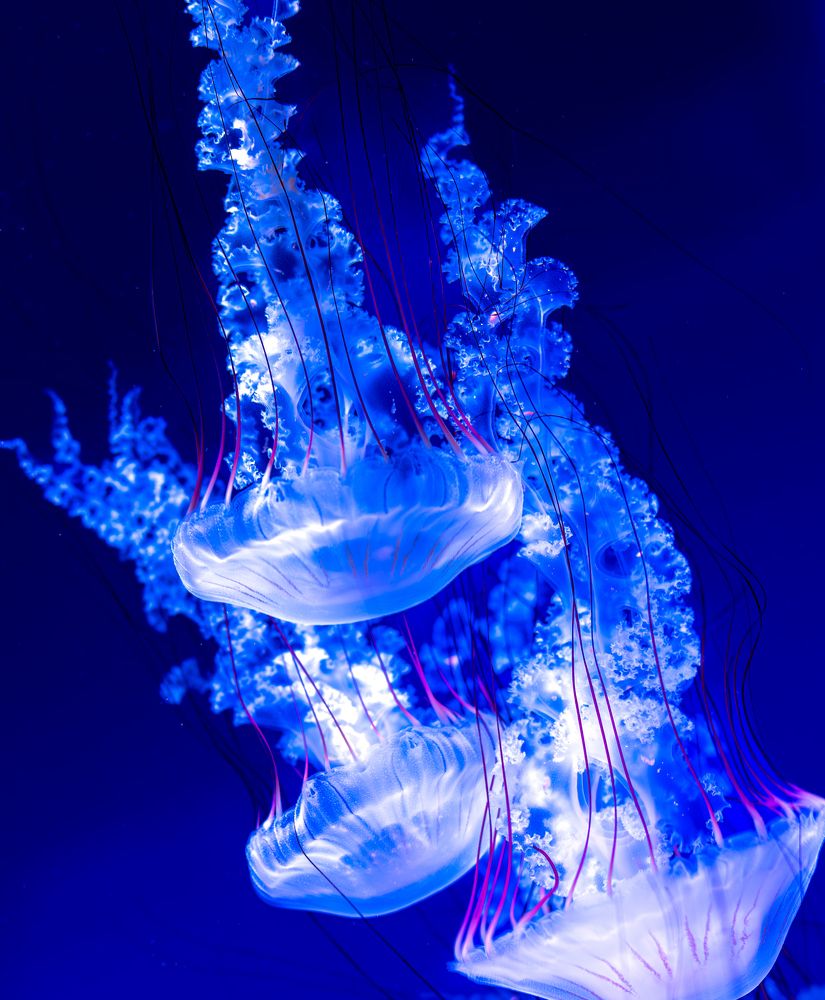 Jellyfish and the Magic of Light
