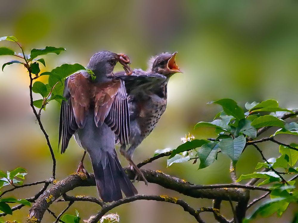 Photograph by Игорь Чеботарёв