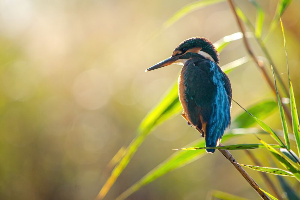 Photograph by Оксана Маховская