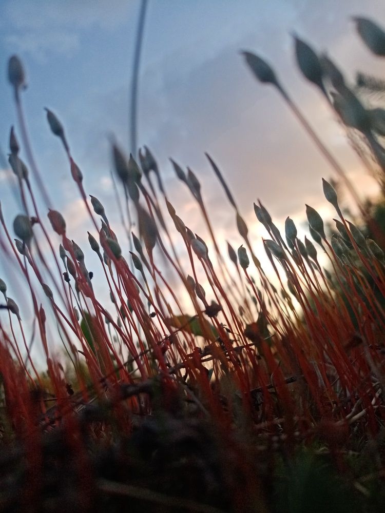 Photograph by Михаил Царикевич