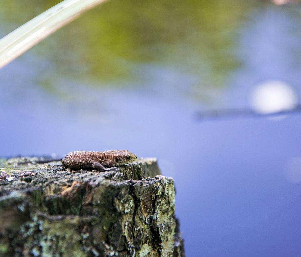 Маленькая ящерка