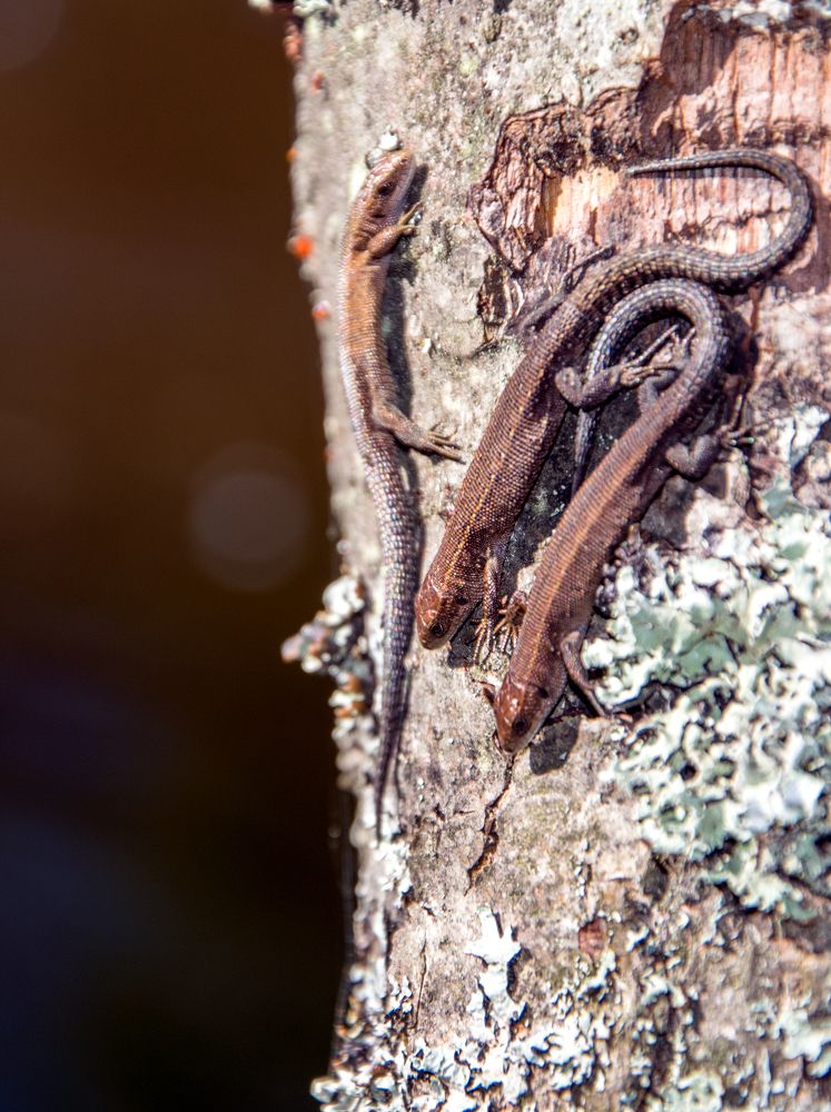 Три ящерицы