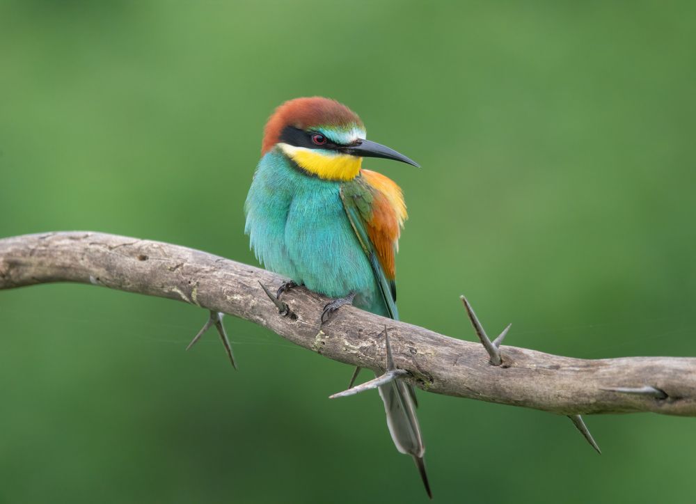 Photograph by Плеханов Александр