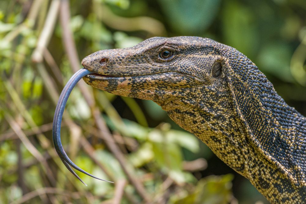 Asian Monitor Lizard
