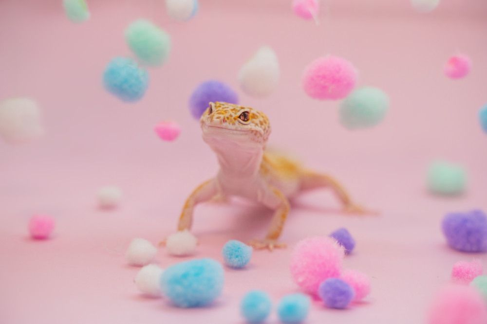 Фотография автора Юлия Бец