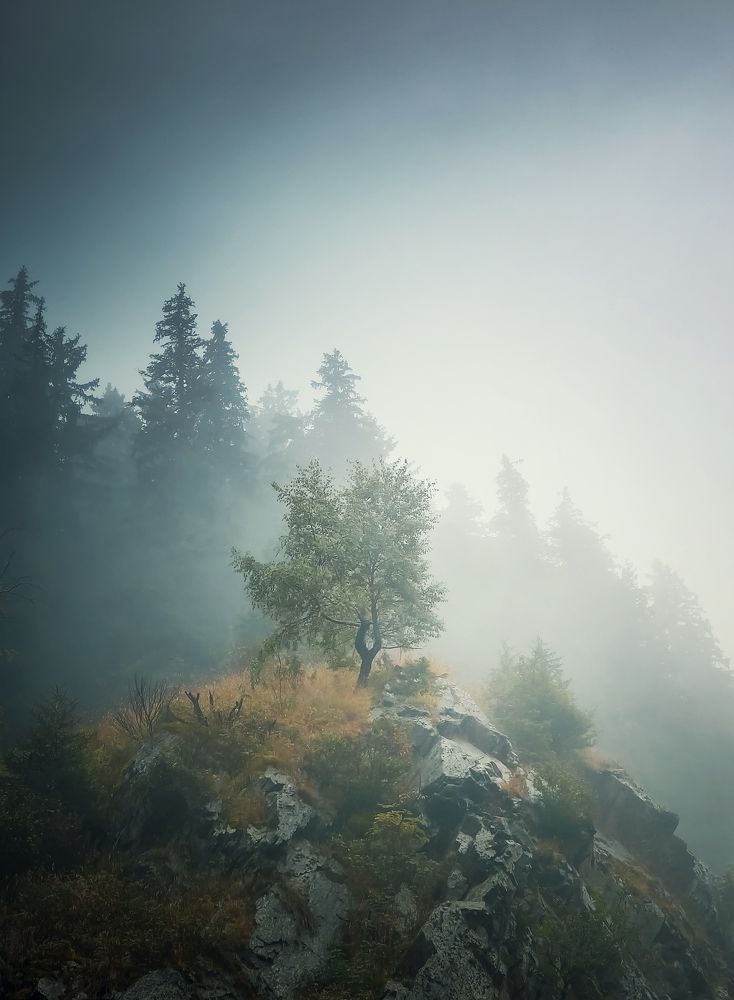 Solitary tree on a misty hill