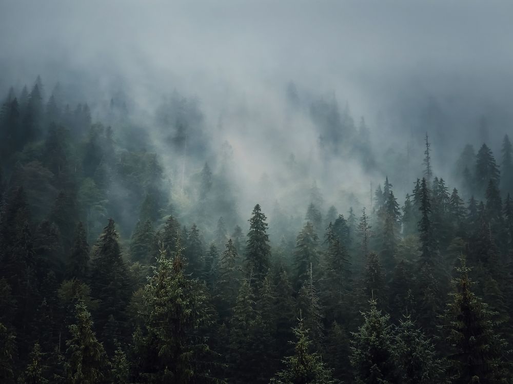 Sunlit foggy fir forest