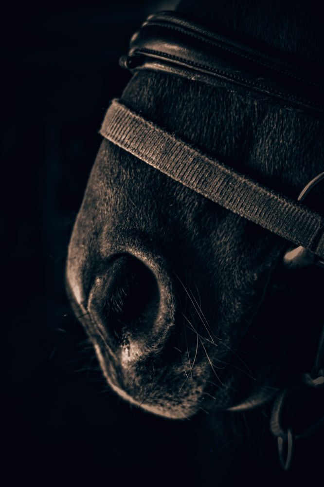 Фотопрогулка в конном клубе