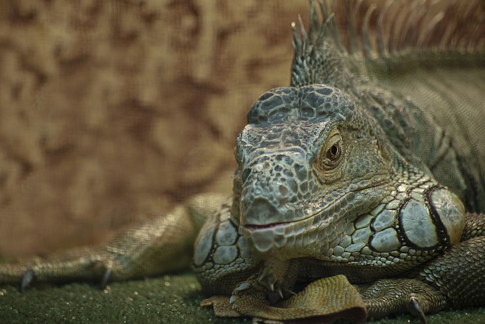 Photograph by Лариса Нечитайло