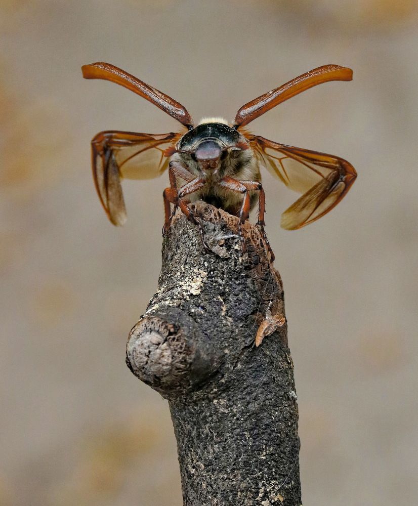 Photograph by Игорь Осипов