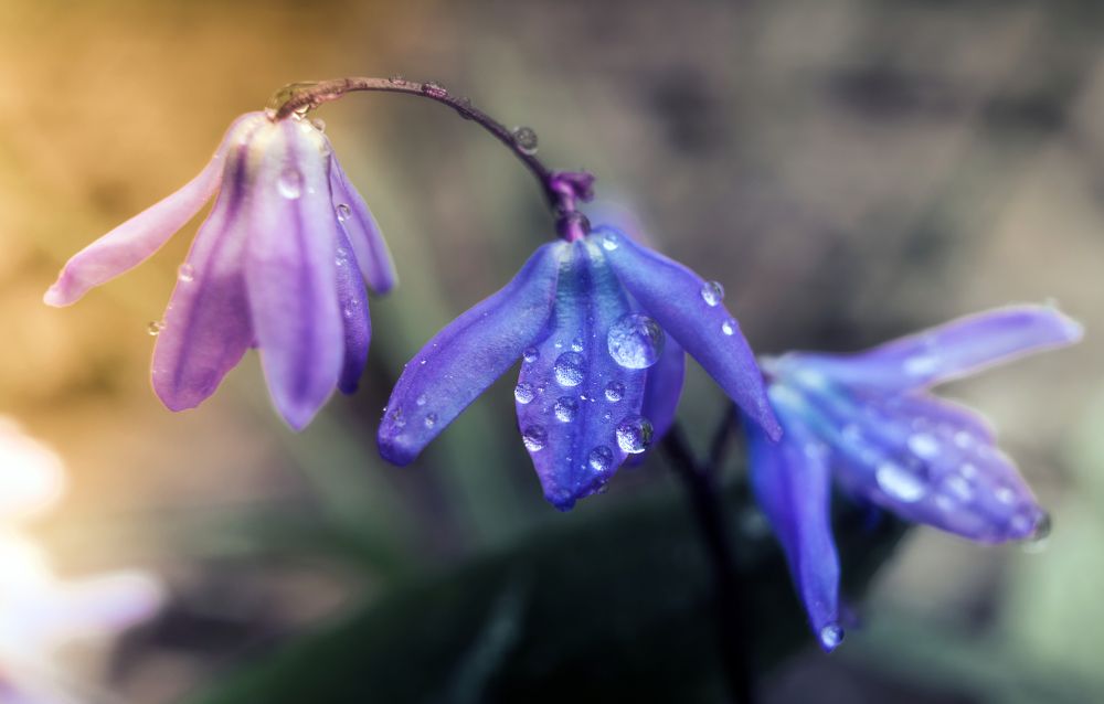 "Весеннее трио"