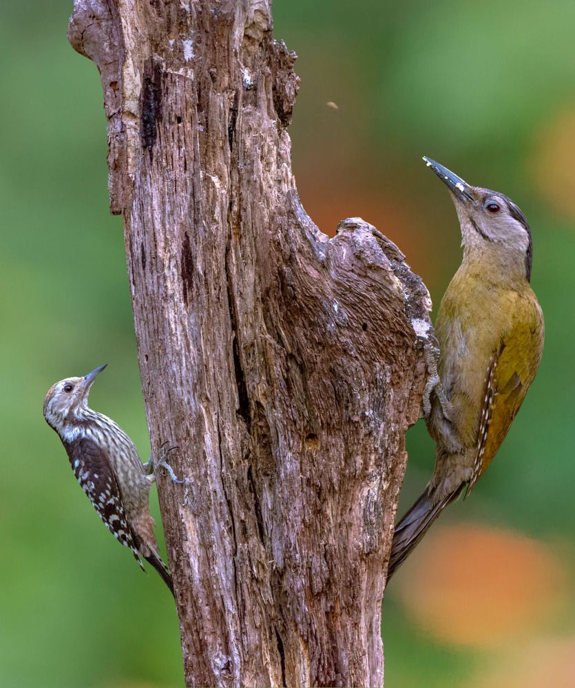 Photograph by Soumendu Das