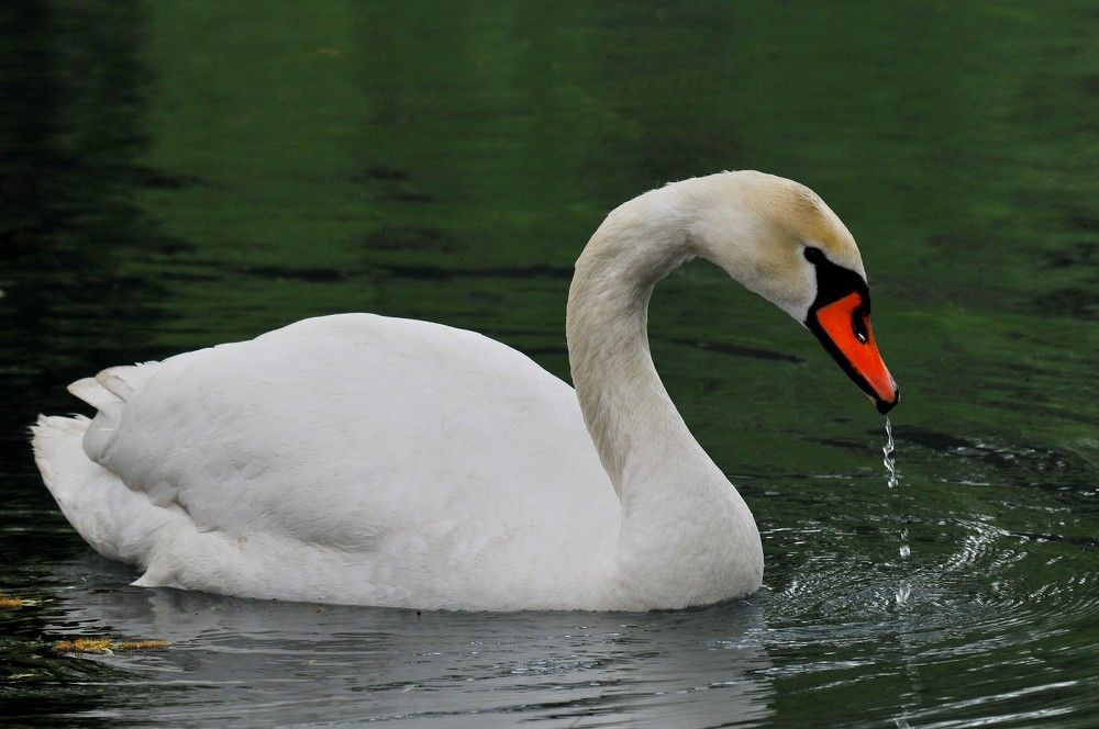 Фотография автора Игорь  Александрович  Куликов