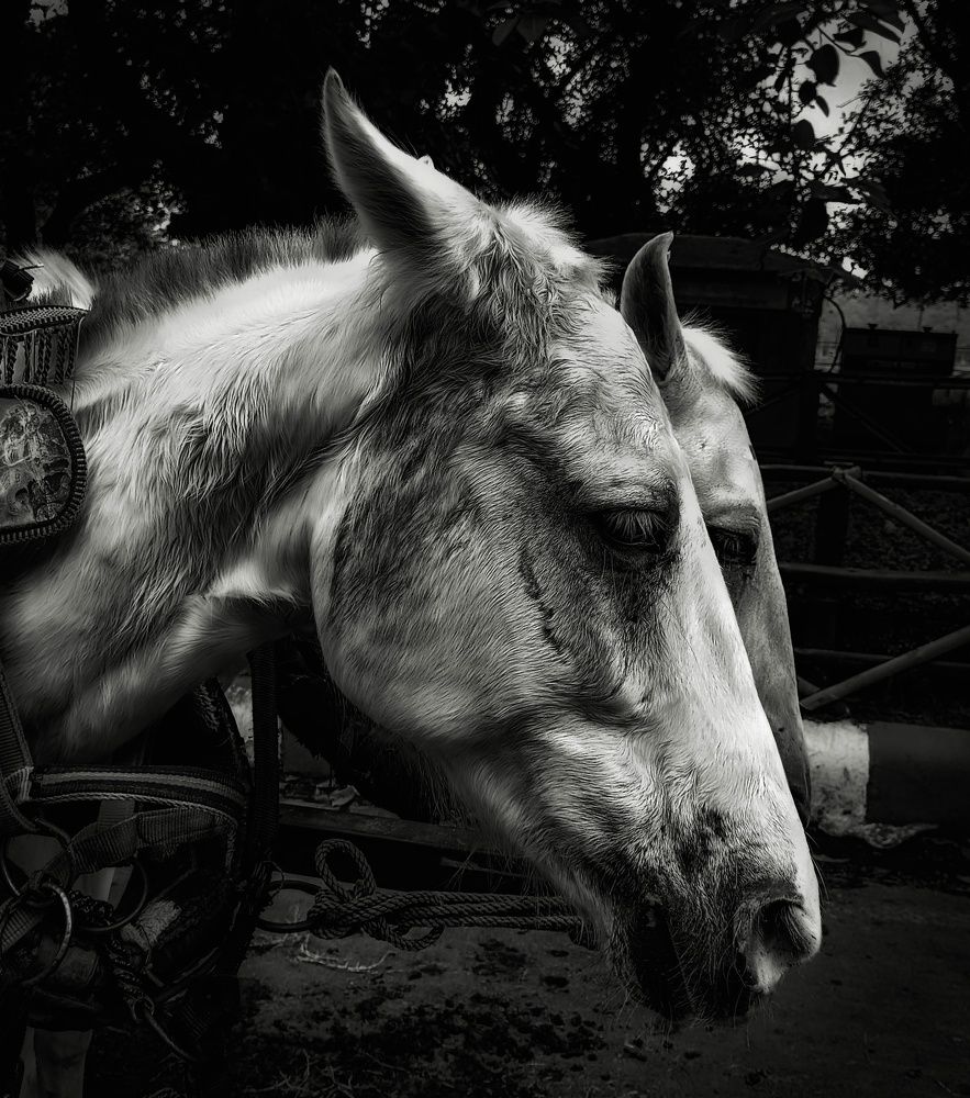 Photo #9150522