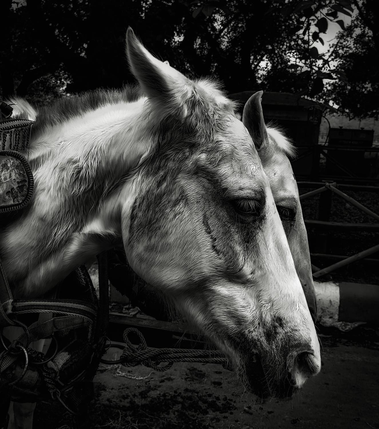 Photo #9150522