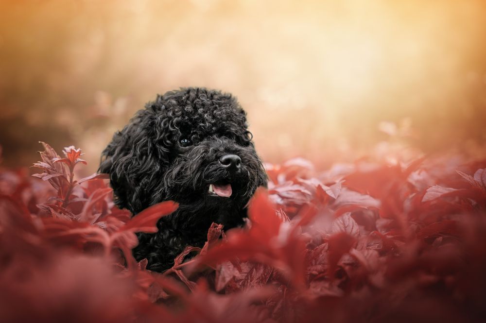 Photograph by Patricia Barros