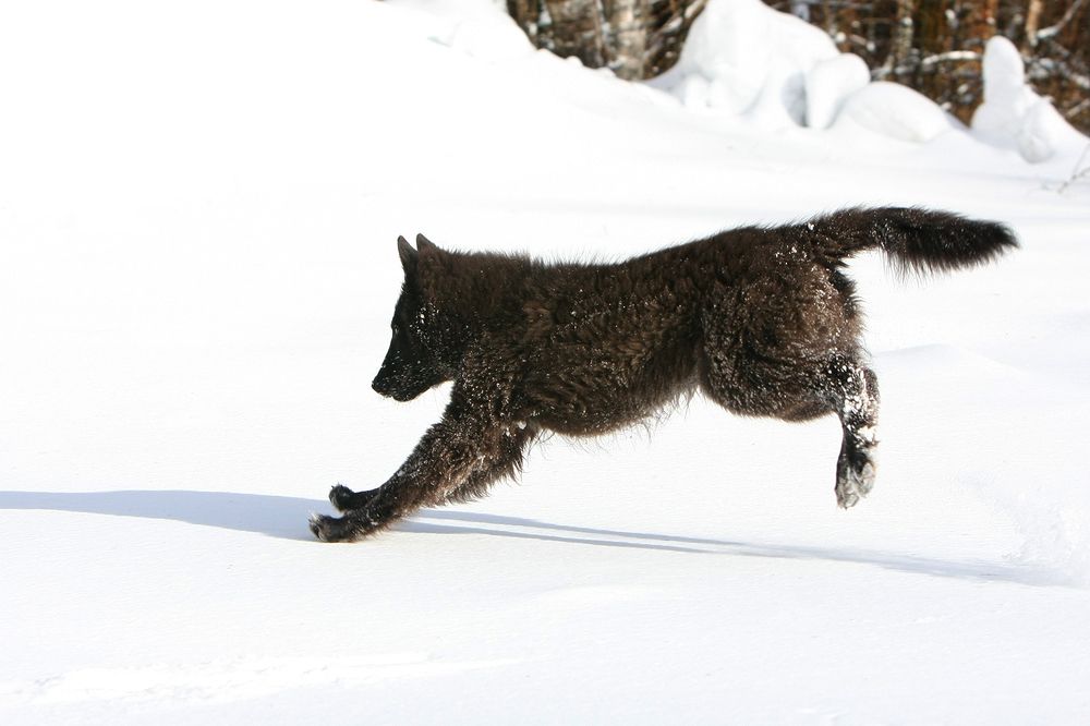 Фотография автора Надежда Лисицына