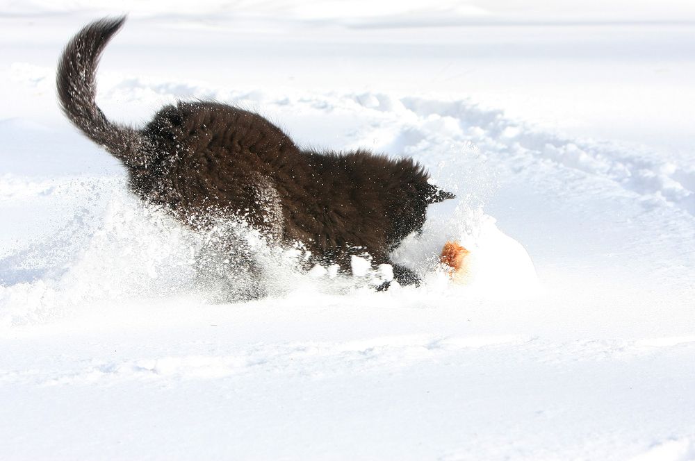 Фотография автора Надежда Лисицына
