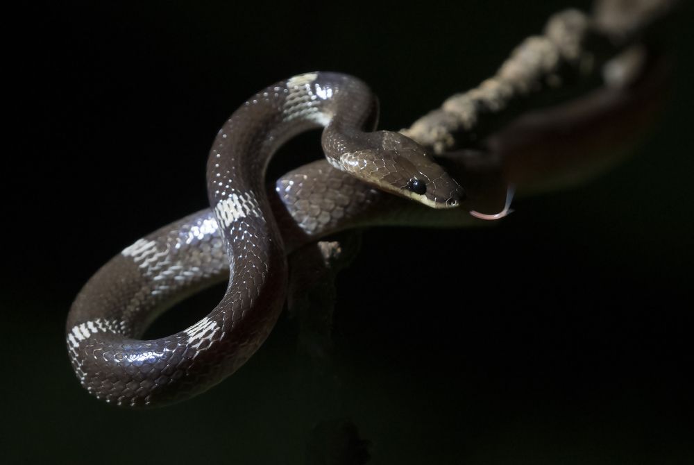 Photograph by Angshuman Mitra