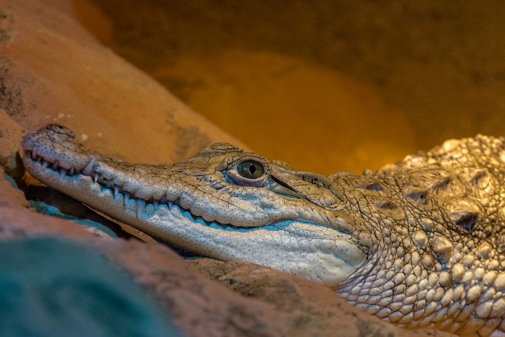 Фотография автора Bgs Zsolt