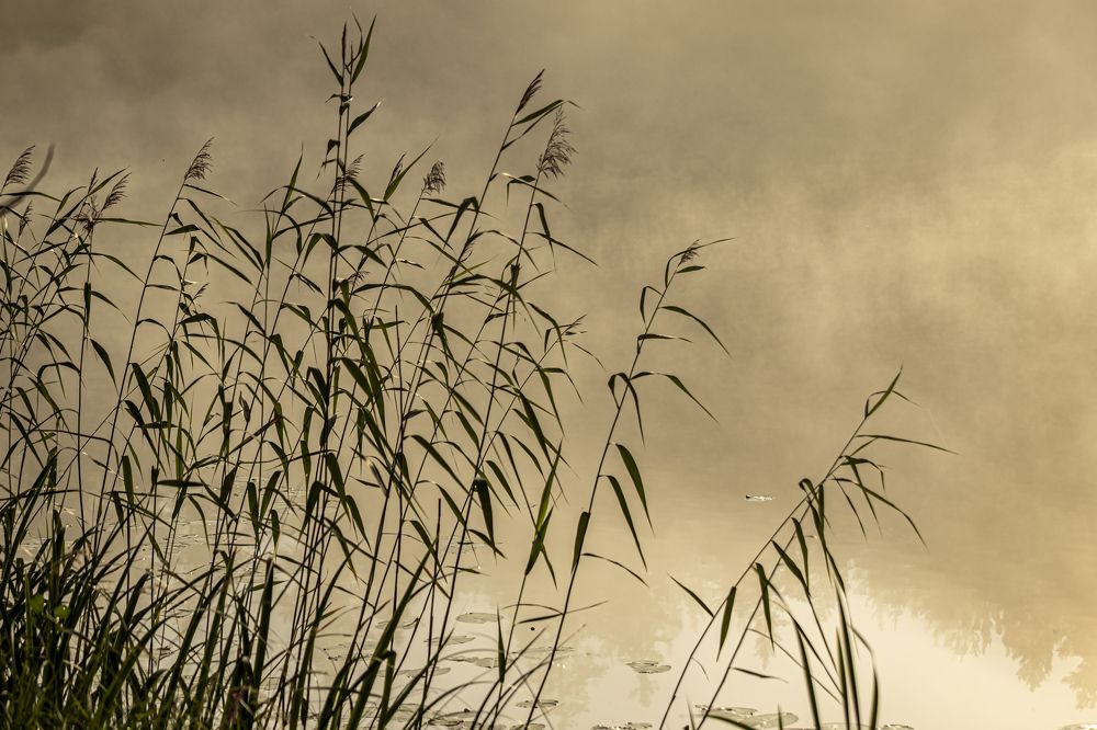 Photograph by Юлия Куликова