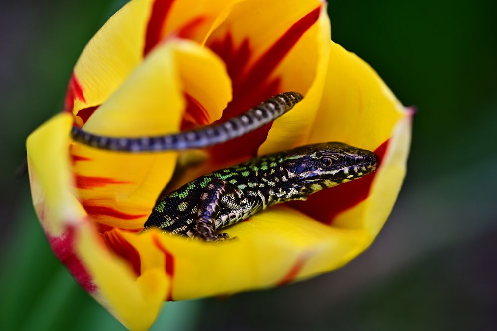 Photograph by Светлана Ивановна